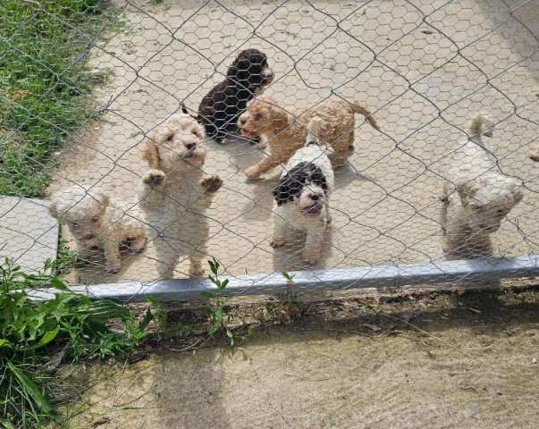 Lagotto Romagnolo, puppies available