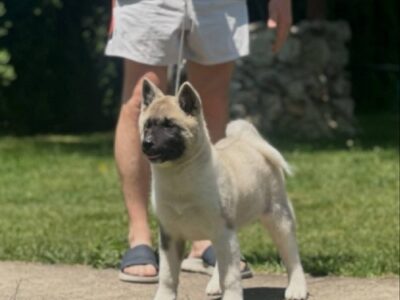 American Akita