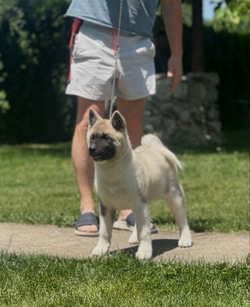 American Akita