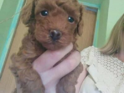 Red toy poodle