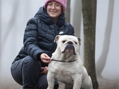 English bulldog, male