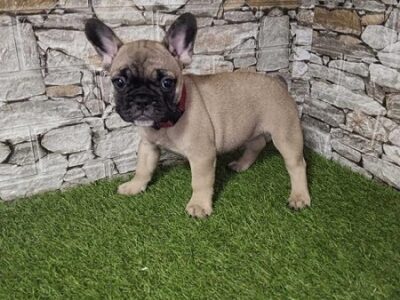 French Bulldog