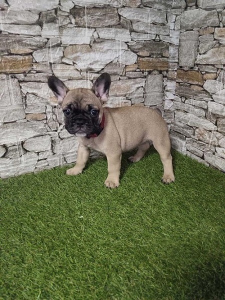 French Bulldog