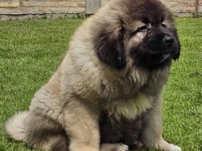 Caucasian Shepherd, puppies