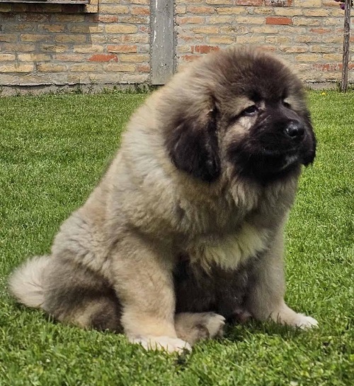 Caucasian Shepherd, puppies
