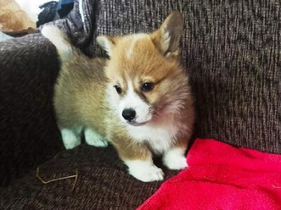 Welsh Corgi Pembroke, puppies