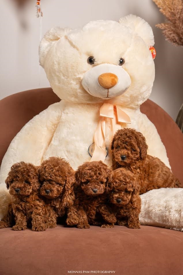 Red dwarf and toy poodles