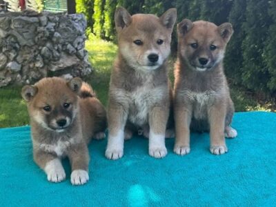 Shiba Inu puppies
