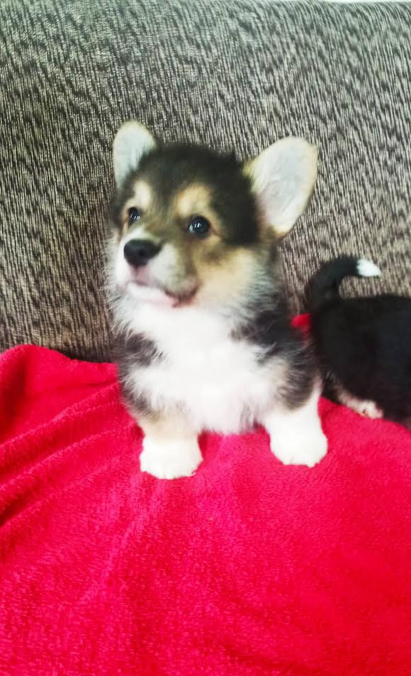 Welsh Corgi Pembroke, puppies