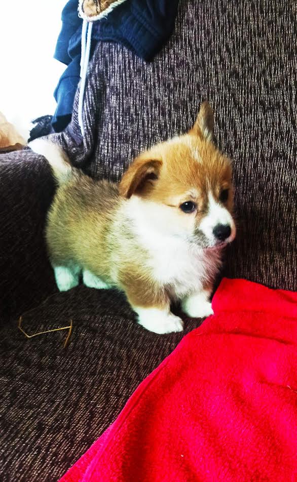 Welsh Corgi Pembroke, puppies