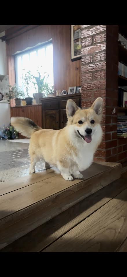 Welsh Corgi Pembroke, puppies