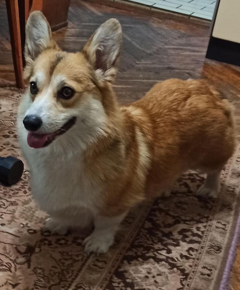 Welsh Corgi Pembroke, puppies