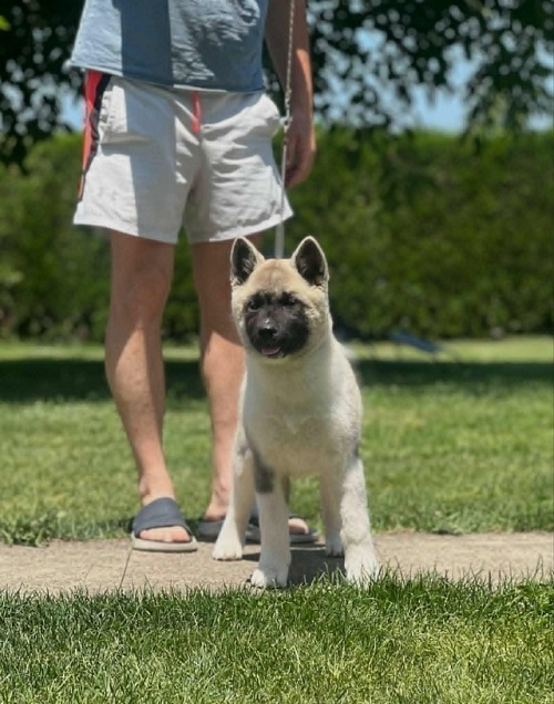 American Akita