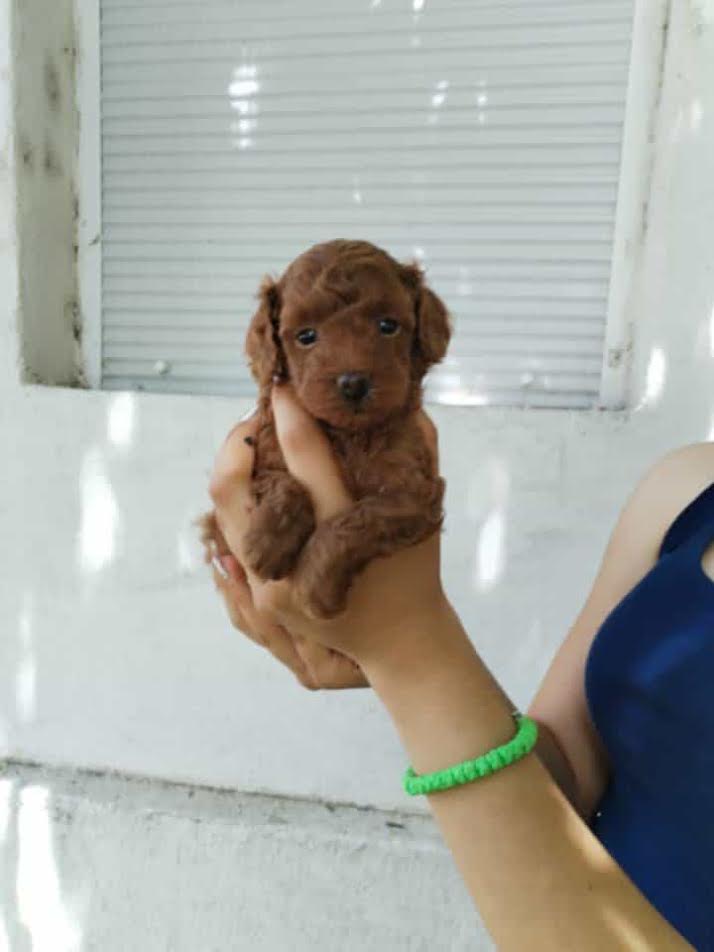 Red toy poodle