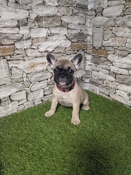 French Bulldog