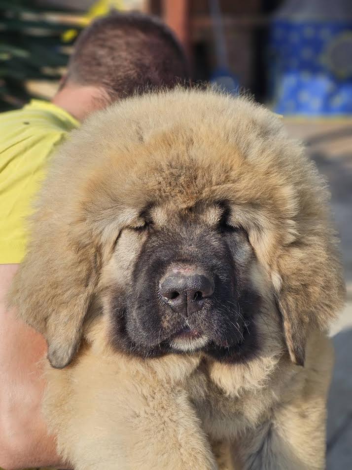 Caucasian Shepherd, puppies