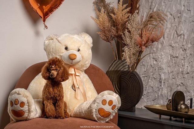 Red dwarf and toy poodles