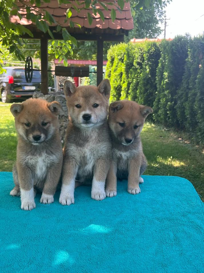 Shiba Inu puppies