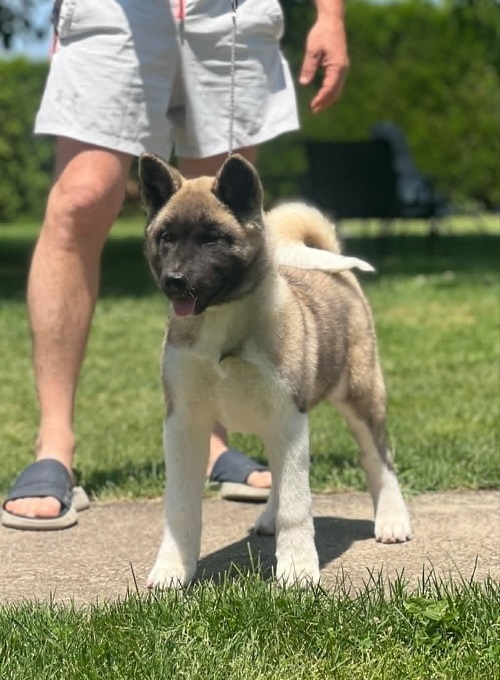 American Akita
