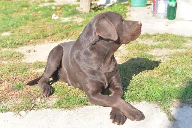 Labrador Retriever
