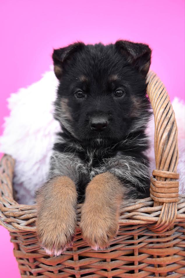 German Shepherd