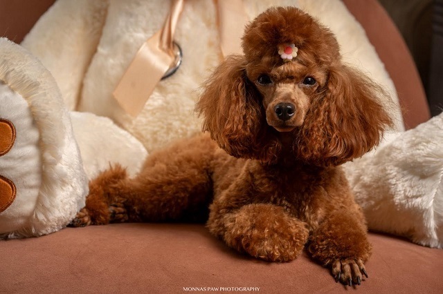 Red dwarf and toy poodles