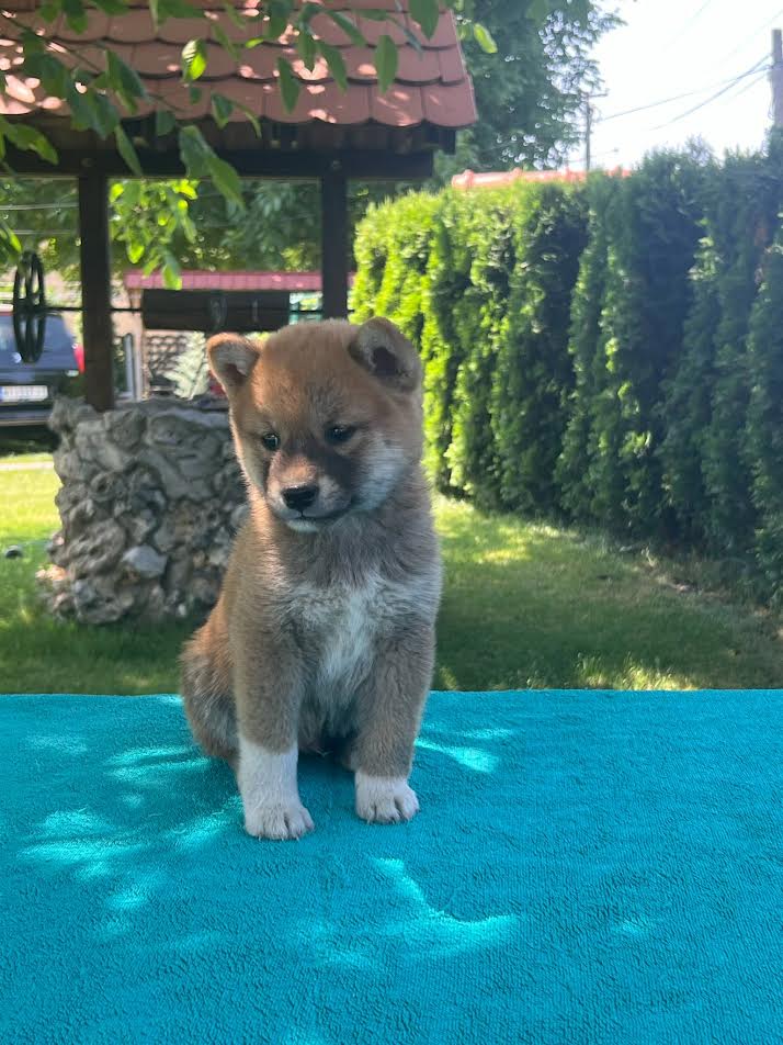 Shiba Inu puppies