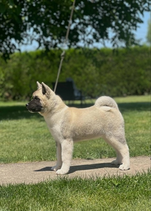 American Akita