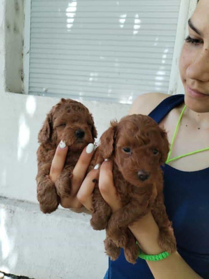 Red toy poodle
