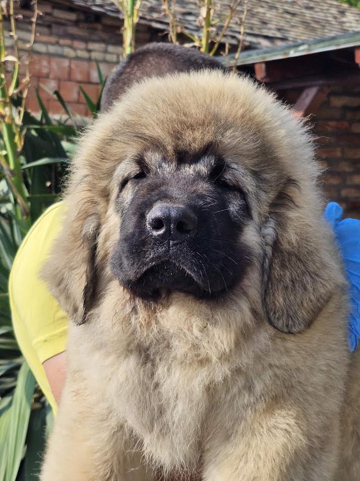 Caucasian Shepherd, puppies