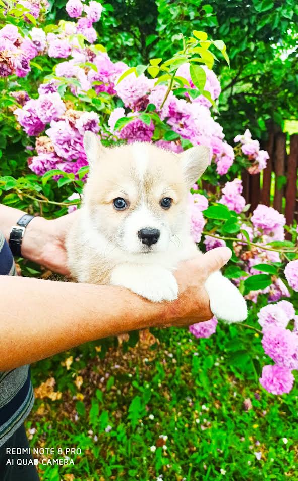 Welsh Corgi Pembroke, puppies