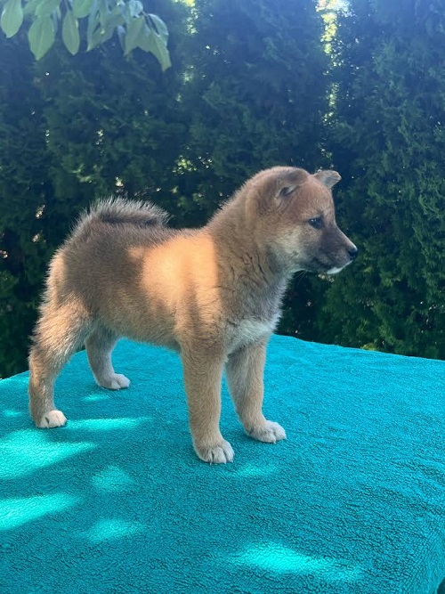 Shiba Inu puppies