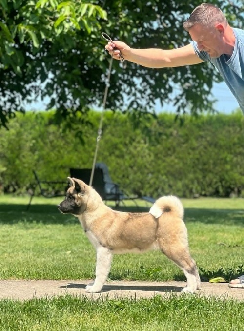 American Akita