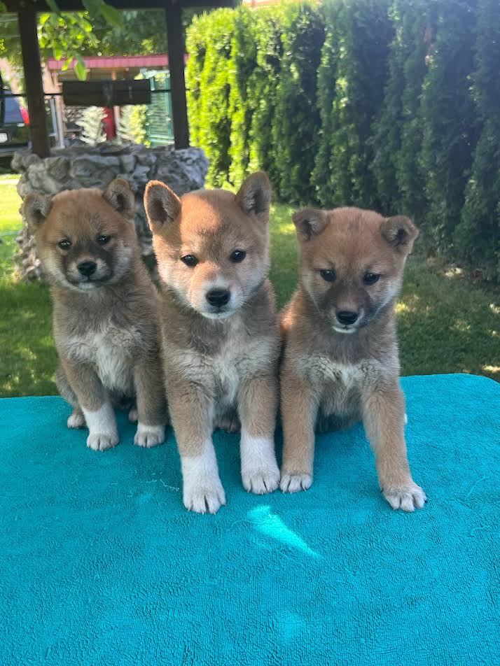 Shiba Inu puppies