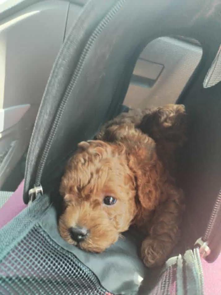 Red toy poodle