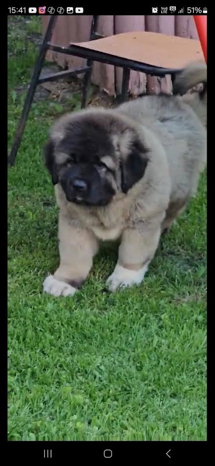 Caucasian Shepherd, puppies