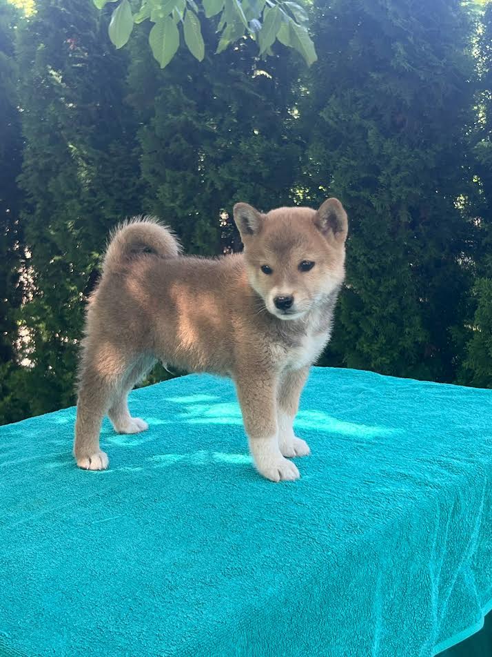 Shiba Inu puppies