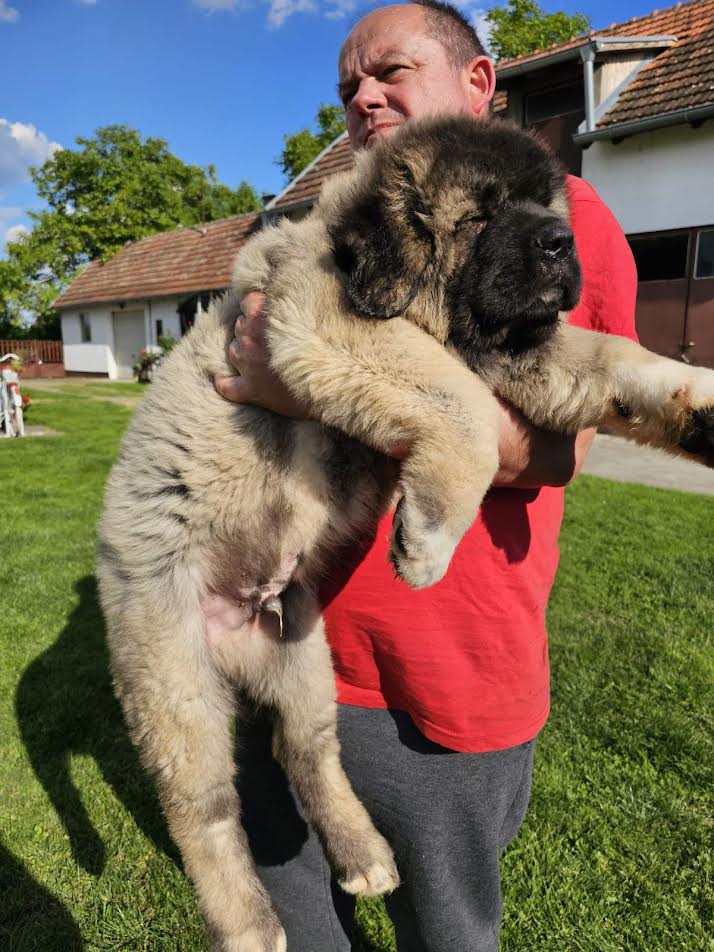 Caucasian Shepherd, puppies