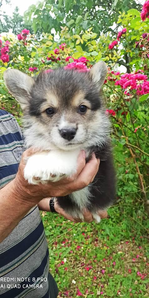 Welsh Corgi Pembroke, puppies