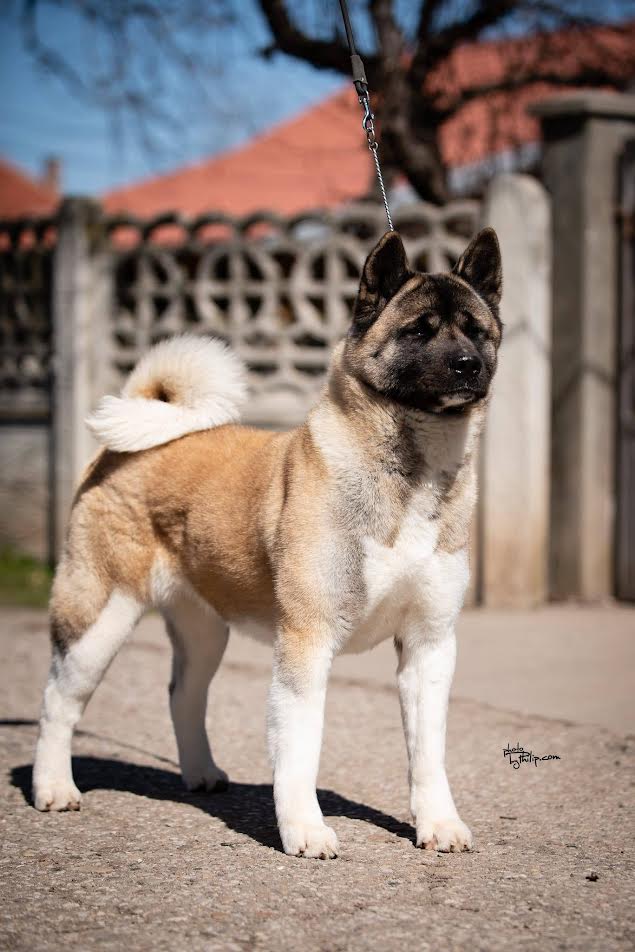 American Akita