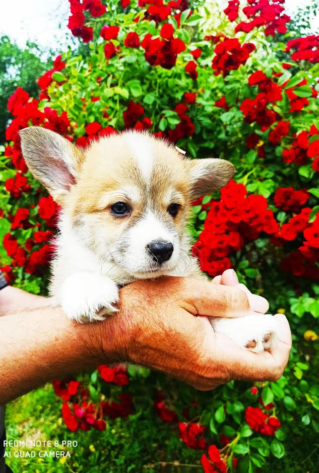 Welsh Corgi Pembroke, puppies