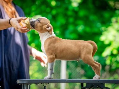 American Staffordshire Terrier puppies