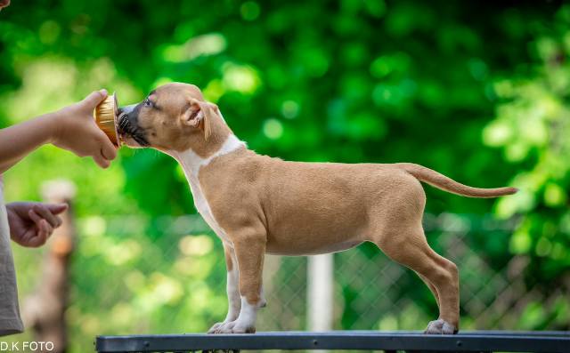 American Staffordshire Terrier puppies