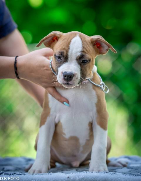 American Staffordshire Terrier puppies