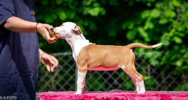 American Staffordshire Terrier puppies