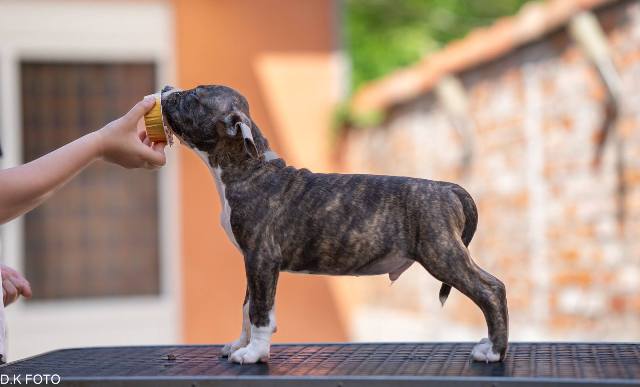 American Staffordshire Terrier puppies