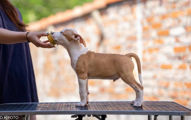 American Staffordshire Terrier puppies