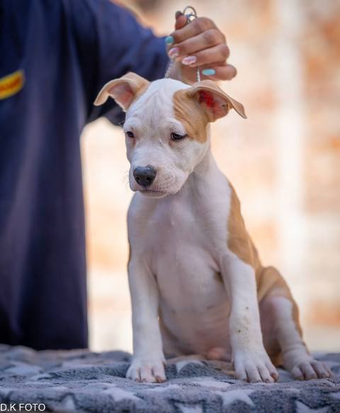 American Staffordshire Terrier puppies