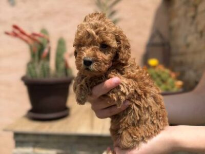 Red and apricot miniature poodle puppies