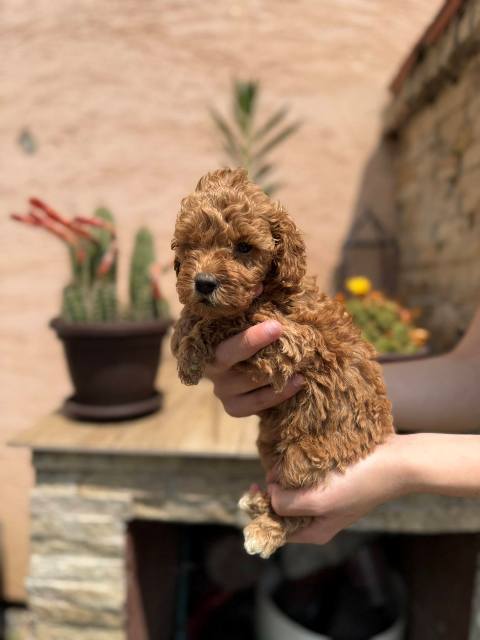 Red and apricot miniature poodle puppies